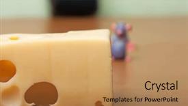  Presentation with rodent - Presentation design featuring pest mouse smelling hole cheese background and a coral colored foreground