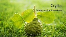  Presentation with pesticide - Slide deck consisting of pesticide free fresh organic kaffir background and a yellow colored foreground