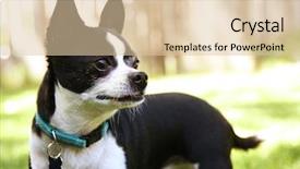  Presentation with cute mice rats - Audience pleasing slide deck consisting of closeup of businessmans hand emerging from documents backdrop and a dark gray colored foreground