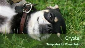  Presentation with puppy - Colorful presentation theme enhanced with pet adoption - cute chihuahua puppy laying backdrop and a tawny brown colored foreground