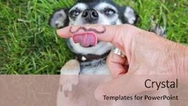  Presentation with islington air pollution - PPT theme featuring pet adoption - cute chihuahua with his paws background and a coral colored foreground