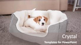  Presentation with cute christmas pug puppy dog - Beautiful PPT layouts featuring pet adoption - cute funny puppy in dog backdrop and a gray colored foreground