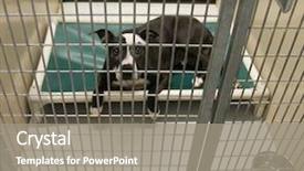  Presentation with animal shelter - Slides having pet adoption - dog in an animal shelter background and a gray colored foreground