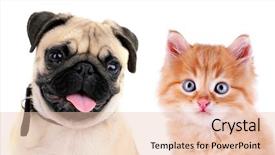  Presentation with adoption - Colorful PPT theme enhanced with pet adoption - funny pug dog and little backdrop and a lemonade colored foreground