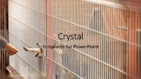  Presentation with pet shelter - Slide set featuring pet adoption - little homeless puppy behind bars background and a coral colored foreground