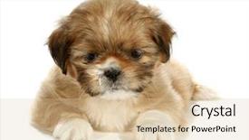  Presentation with cute christmas pug puppy dog - Theme with pet adoption - pekingese puppy dog background and a  colored foreground