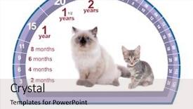  Presentation with human rights concept the text - PPT layouts consisting of pet age concept comparison chart background and a soft green colored foreground