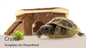  Presentation with tortoise - PPT theme with pet baby turtle testudo hermanni tortoise background and a coral colored foreground