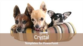  Presentation with paw print - Beautiful slides featuring pet bed fictional paw print backdrop and a coral colored foreground