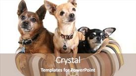  Presentation with paw print - Theme with pet bed fictional paw print background and a coral colored foreground