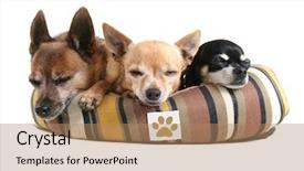  Presentation with paw print - Amazing PPT layouts having pet bed fictional paw print backdrop and a coral colored foreground