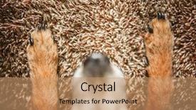  Presentation with pet - Beautiful PPT layouts featuring pet bed with his paws backdrop and a coral colored foreground
