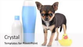  Presentation with shampoo - Slides enhanced with chihuahua puppy and shampoo bottle background and a sky blue colored foreground