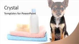  Presentation with shampoo - Audience pleasing theme consisting of cute puppies - chihuahua puppy towels and shampoo backdrop and a white colored foreground