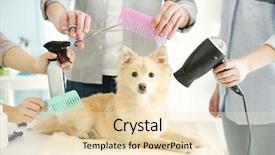  Presentation with salon - Slides enhanced with cute dog at groomer salon background and a lemonade colored foreground