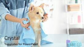  Presentation with salon - Colorful slides enhanced with cute dog spitz at groomer backdrop and a light blue colored foreground