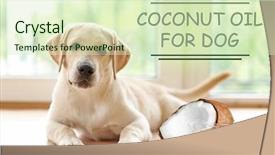  Presentation with coconut oil - Slide set featuring pet care concept puppy background and a soft green colored foreground