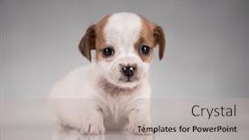  Presentation with animals - Slide deck having pet-cute-puppy-dog-animals background and a mint green colored foreground