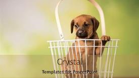  Presentation with animals - Slide set with pet-cute-puppy-dog-animals background and a coral colored foreground