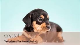  Presentation with animals - 