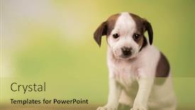  Presentation with animals - PPT layouts consisting of pet-cute-puppy-dog-animals background and a yellow colored foreground