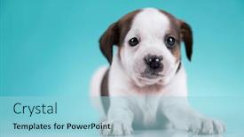  Presentation with animals - Presentation featuring pet-cute-puppy-dog-animals background and a light blue colored foreground