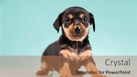  Presentation with animals - PPT layouts featuring pet-cute-puppy-dog-animals background and a coral colored foreground