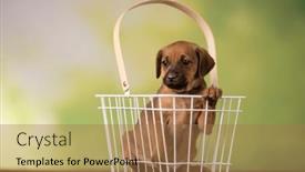  Presentation with animals - PPT layouts enhanced with pet-cute-puppy-dog-animals background and a coral colored foreground