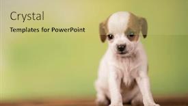  Presentation with animals - Presentation theme having pet-cute-puppy-dog-animals background and a yellow colored foreground