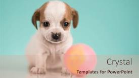  Presentation with animals - Presentation theme consisting of pet-cute-puppy-dog-animals background and a coral colored foreground