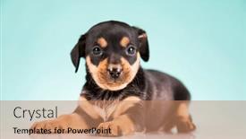  Presentation with animals - PPT theme with pet-cute-puppy-dog-animals background and a coral colored foreground