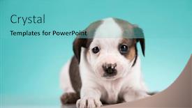  Presentation with animals - Slide deck with pet-cute-puppy-dog-animals background and a seafoam green colored foreground