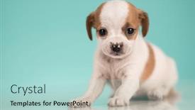  Presentation with animals - Presentation theme consisting of pet-cute-puppy-dog-animals background and a mint green colored foreground