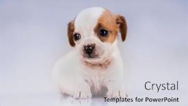  Presentation with animals - Presentation theme enhanced with pet-cute-puppy-dog-animals background and a light gray colored foreground
