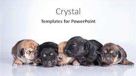  Presentation with animals - Slide set enhanced with pet-cute-puppy-dog-animals background and a white colored foreground