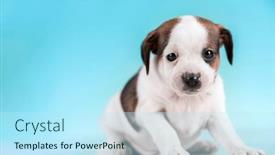  Presentation with animals - Slide set consisting of pet-cute-puppy-dog-animals background and a cool aqua colored foreground