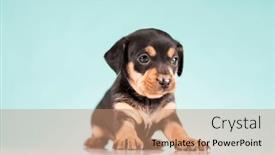  Presentation with animals - Theme consisting of pet-cute-puppy-dog-animals background and a coral colored foreground