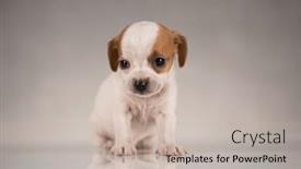  Presentation with animals - Presentation design with pet-cute-puppy-dog-animals background and a soft green colored foreground