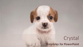  Presentation with animals - 