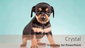  Presentation with animals - 