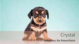  Presentation with animals - 