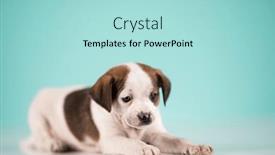  Presentation with animals - 