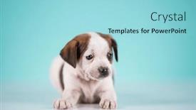  Presentation with animals - 