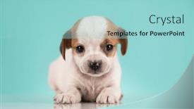  Presentation with animals - 