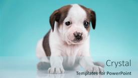  Presentation with animals - Presentation theme consisting of pet-cute-puppy-dog-animals background and a light blue colored foreground