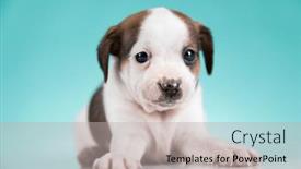  Presentation with animals - PPT theme having pet-cute-puppy-dog-animals background and a mint green colored foreground