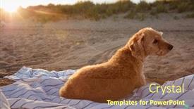  Presentation with pet - PPT layouts featuring pet-dog-lying-on-beach background and a tawny brown colored foreground