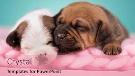  Presentation with pet - Presentation design with pet-dog-puppy-sleeps background and a coral colored foreground