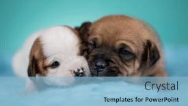  Presentation with pet - 