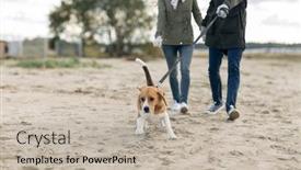  Presentation with domestic animal - Theme enhanced with pet domestic animal and people concept - couple walking with happy beagle dog on leash along autumn beach background and a mint green colored foreground